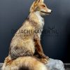 Taxidermy fox