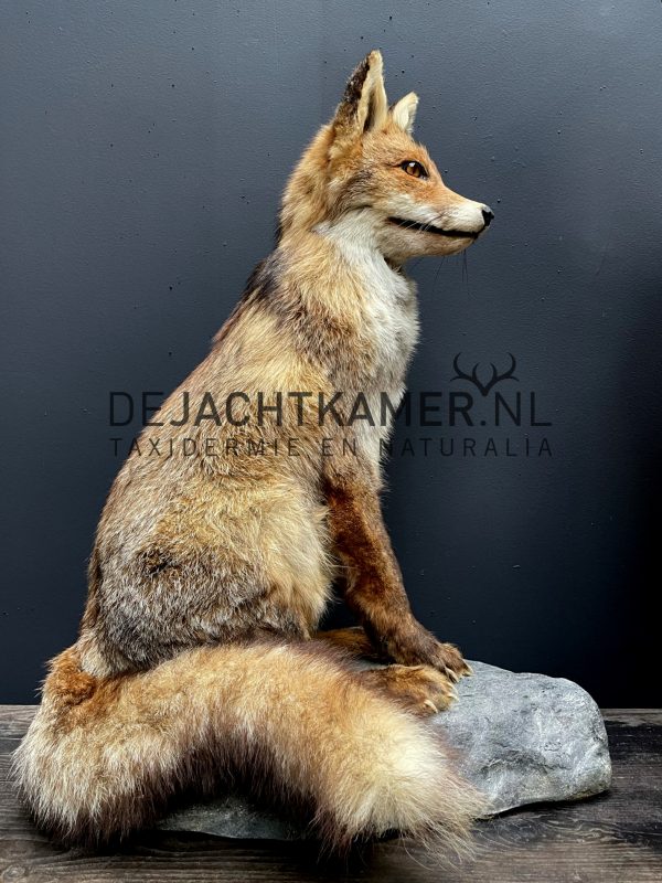 Taxidermy fox