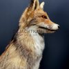 Taxidermy fox