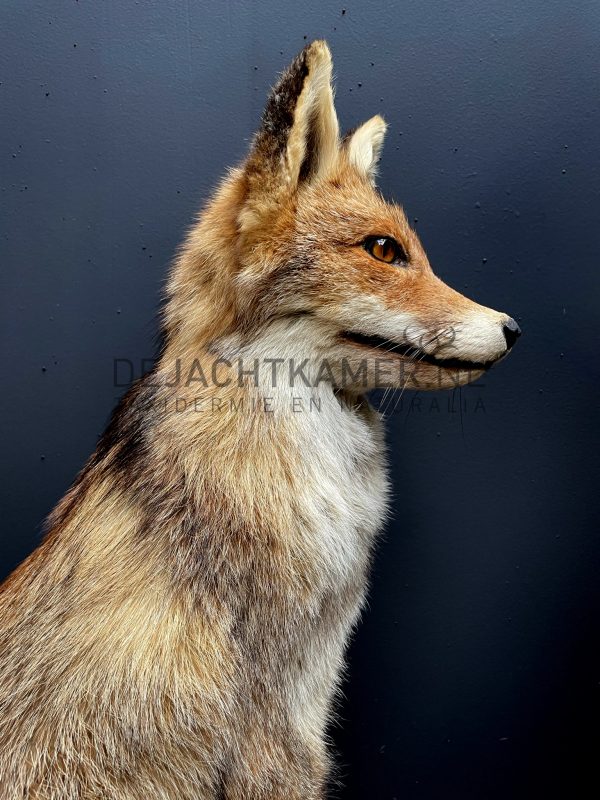 Taxidermy fox