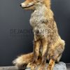 Taxidermy fox