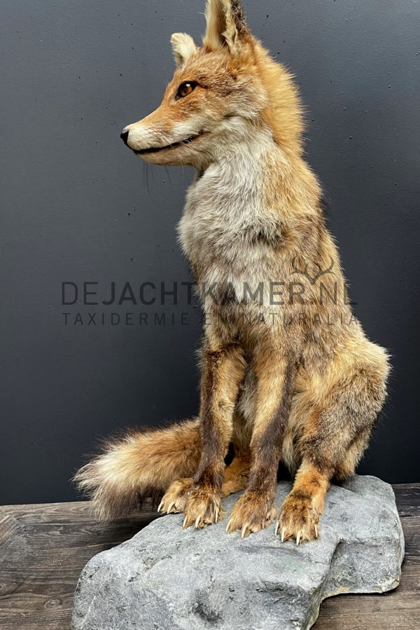 Taxidermy fox