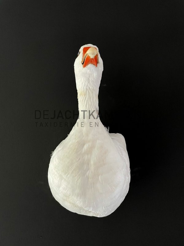 Taxidermy head of a goose