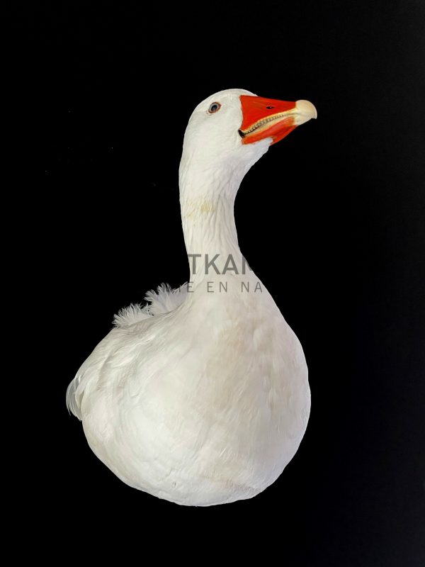 Opgezette taxidermie kop van een gans