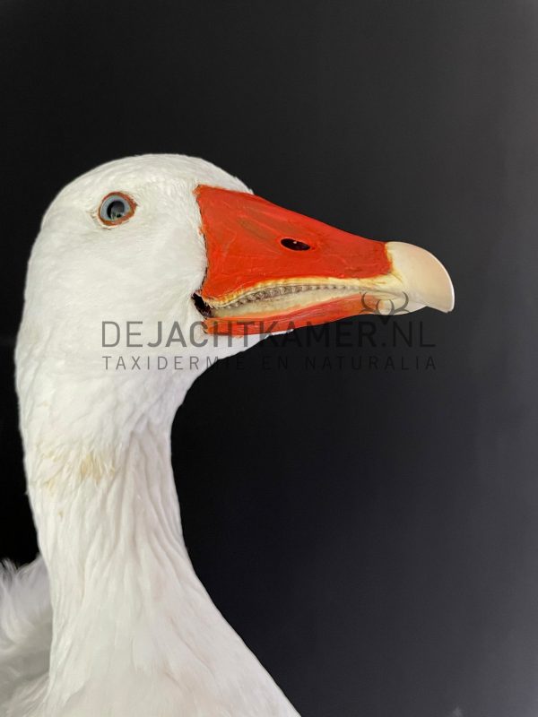 Opgezette taxidermie kop van een gans