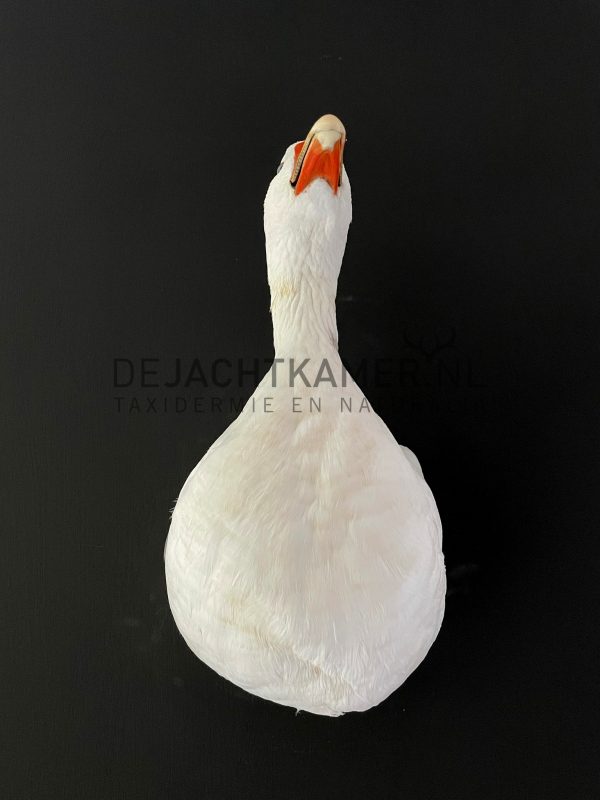 Taxidermy head of a goose