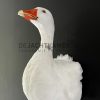 Taxidermy head of a goose