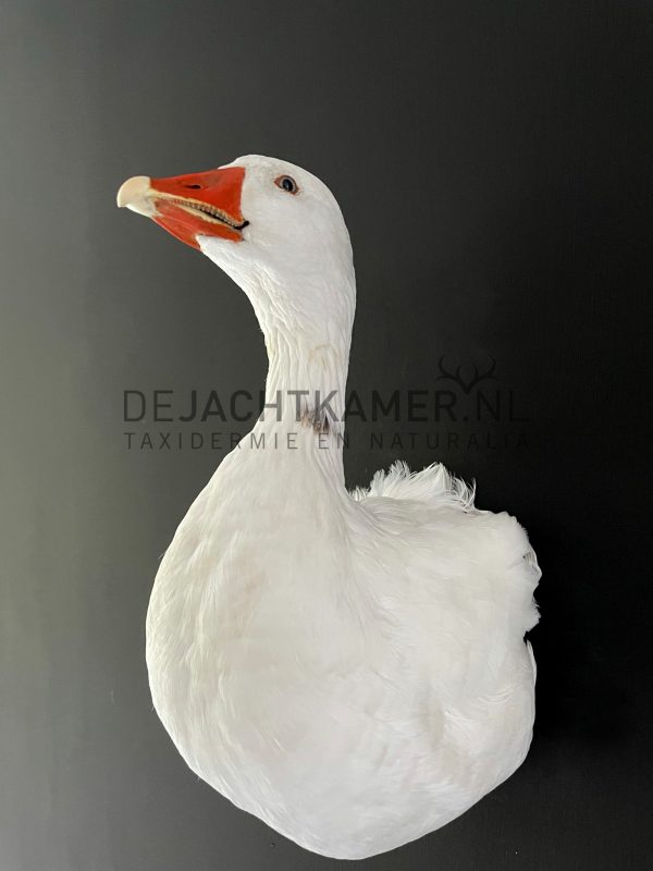 Opgezette taxidermie kop van een gans