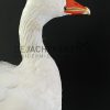 Taxidermy head of a goose