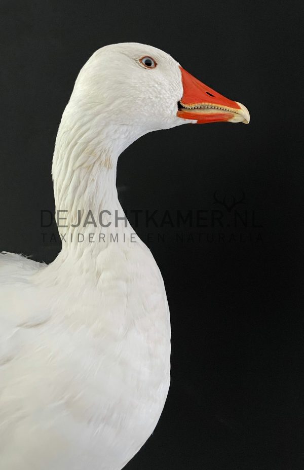 Taxidermy head of a goose