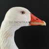 Opgezette taxidermie kop van een gans