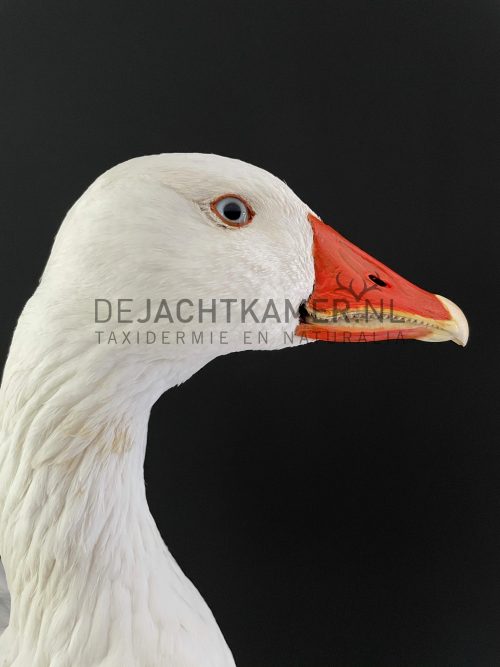 Opgezette taxidermie kop van een gans