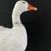 Präparat der Rückseite einer Gans