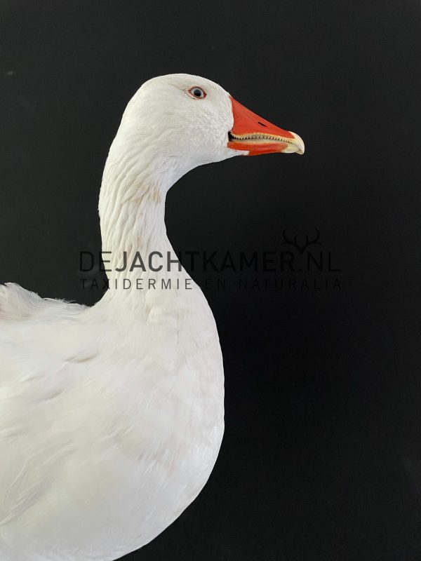 Opgezette taxidermie kop van een gans