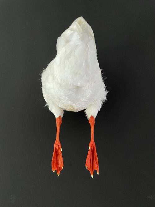 Taxidermy back part of a goose