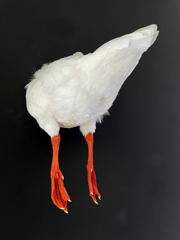 Taxidermy back part of a goose