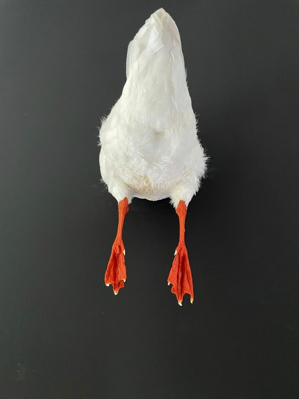 Taxidermy back part of a goose