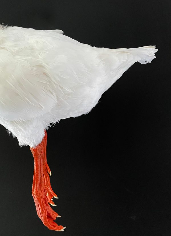 Taxidermy back part of a goose