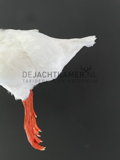 Taxidermy back part of a goose