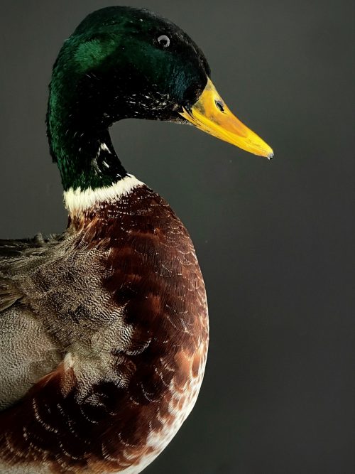 Stuffed duck head