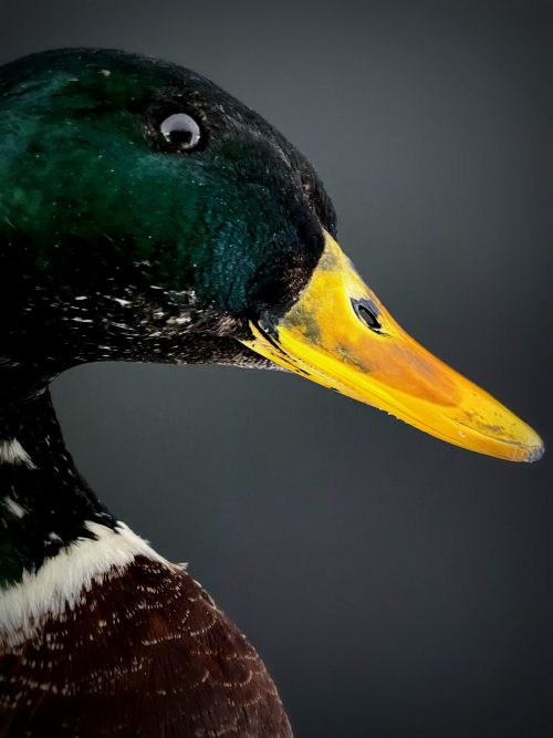 Stuffed duck head