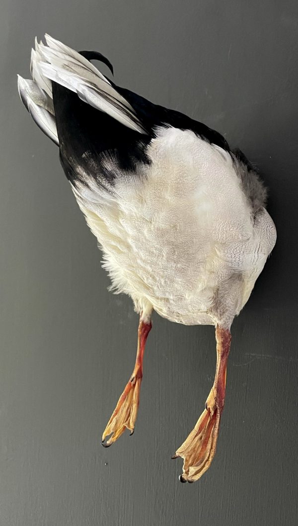 Ausgestopfter Enten Rücken