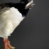 Gracefully taxidermy white cock