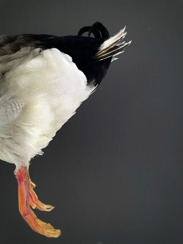 Ausgestopfter Enten Rücken