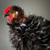 Ausgestopfter Huhn, Cochin-Kräuselfederhuhn