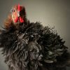 Ausgestopfter Huhn, Cochin-Kräuselfederhuhn