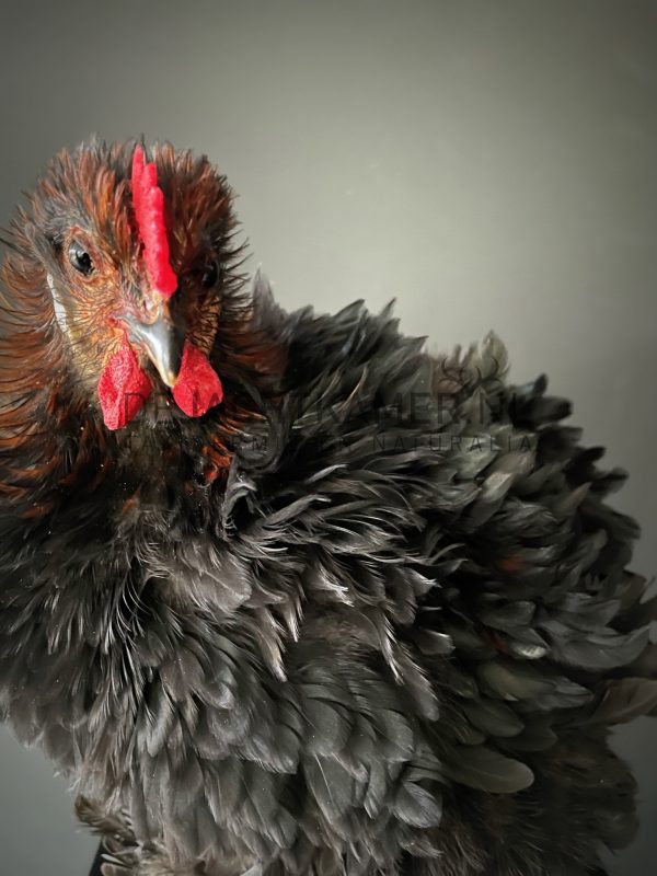 Stuffed chicken, Cochin ruffed feathered chicken