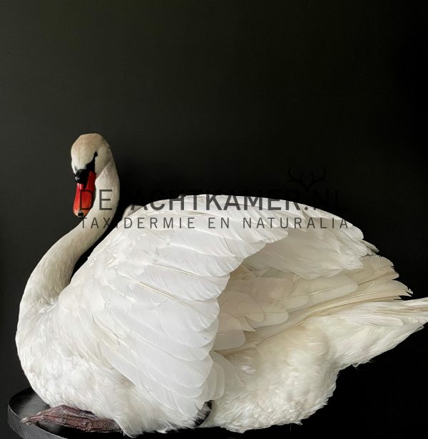 Ornate stuffed mute swan with chick