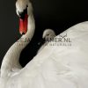 Ornate stuffed mute swan with chick