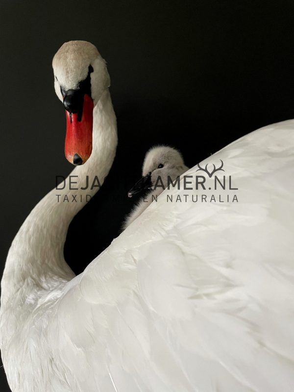 Ornate stuffed mute swan with chick