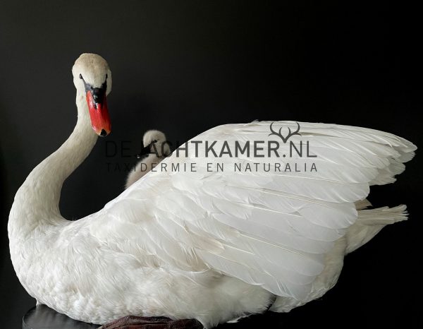 Ornate stuffed mute swan with chick