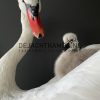 Ornate stuffed mute swan with chick