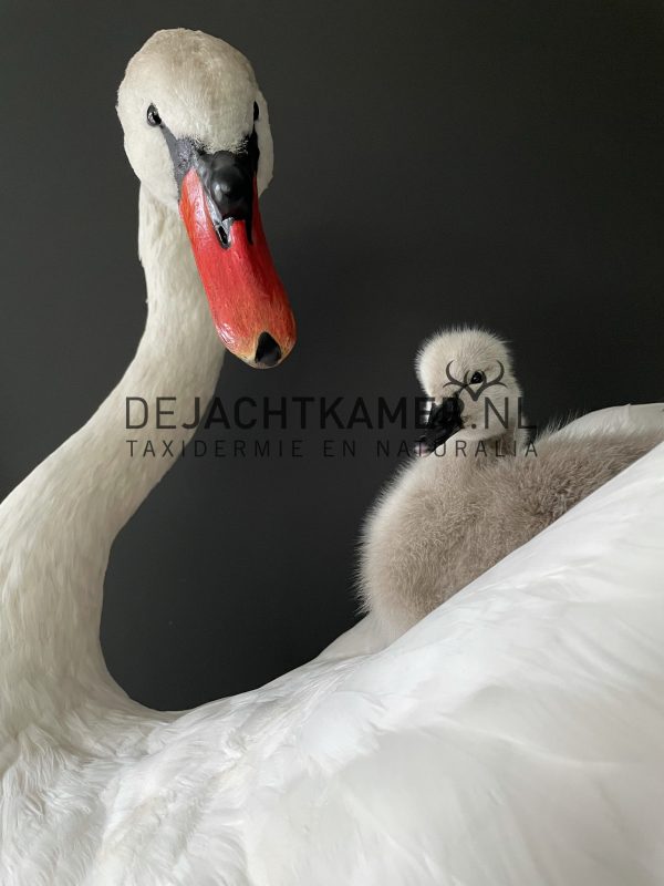 Ornate stuffed mute swan with chick