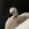 Ornate stuffed mute swan with chick