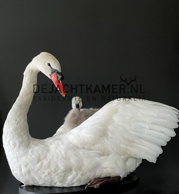 Ornate stuffed mute swan with chick