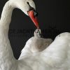 Ornate stuffed mute swan with chick