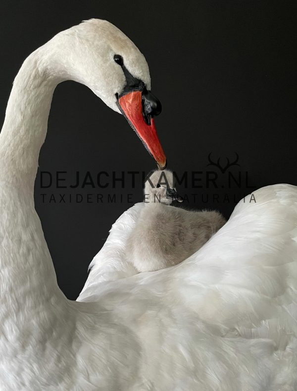 Ornate stuffed mute swan with chick