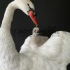 Ornate stuffed mute swan with chick