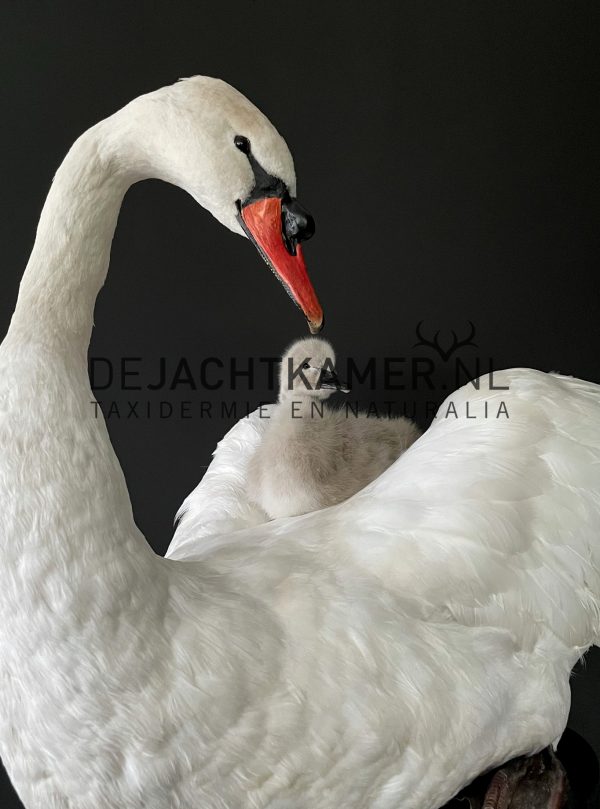 Ornate stuffed mute swan with chick