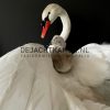 Ornate stuffed mute swan with chick