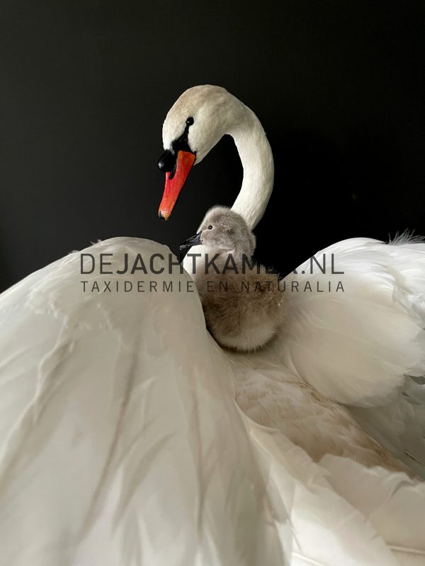 Ornate stuffed mute swan with chick