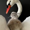 Ornate stuffed mute swan with chick