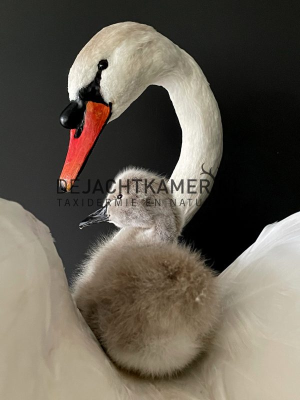 Ornate stuffed mute swan with chick