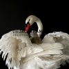 Ornate stuffed mute swan with chick