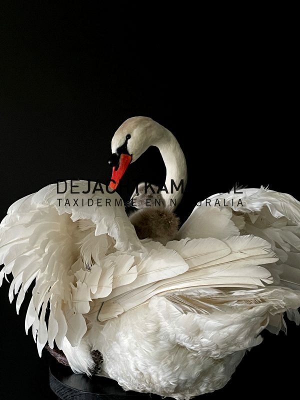 Ornate stuffed mute swan with chick