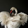 Ornate stuffed mute swan with chick